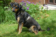 WILHELMINCHEN, Hund, Mischlingshund in Lauf