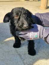 NOEL, Hund, Mischlingshund in Ungarn