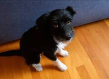 KOKO, Hund, Mischlingshund in Rottenburg