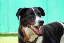CORAGGIO, Hund, Mischlingshund in Italien