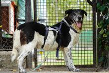 CAMBIAMENTO, Hund, Mischlingshund in Italien