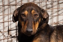 PAULA, Hund, Mischlingshund in Kroatien