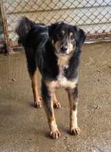 LUKE, Hund, Mischlingshund in Rumänien