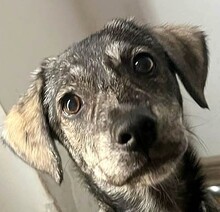 RONJA, Hund, Mischlingshund in Schnaittach