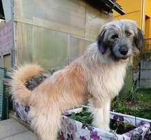 NARANA, Hund, Terrier in Spechbach