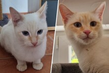 AMAYA, Katze, Siam-Mix in Bindlach