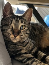 KOSYA, Katze, Europäisch Kurzhaar in München