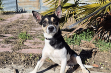 KEVIN, Hund, Bodeguero Andaluz-Mix in Worms