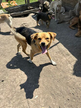 FRANZ, Hund, Mischlingshund in Rumänien