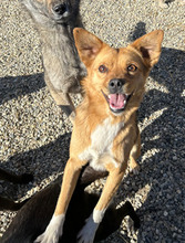FRANZ, Hund, Mischlingshund in Neustadt