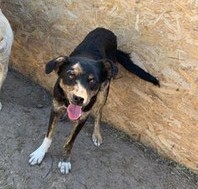 ALFONS, Hund, Mischlingshund in Rumänien