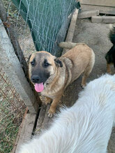 SUNNY, Hund, Mischlingshund in Rumänien