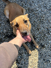 MARI, Hund, Mischlingshund in Rumänien