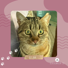 STINA, Katze, Europäisch Kurzhaar in Rumänien