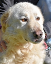 FYONA, Hund, Maremmano-Mix in Italien