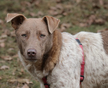 TAAVI, Hund, Laufhund in Linsburg