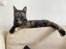 BINDI, Katze, Hauskatze in Freising