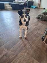 LILLY, Hund, Mischlingshund in Eurasburg