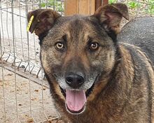 NANDO, Hund, Mischlingshund in Rumänien