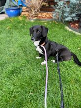 ONLY, Hund, Mischlingshund in Seevetal