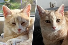 TIGRESS, Katze, Europäisch Kurzhaar in Utzerath