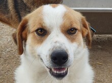 BRAJA, Hund, Mischlingshund in Leichlingen