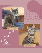 AGATHE, Katze, Europäisch Kurzhaar in Bulgarien