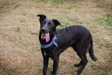 KEONI, Hund, Mischlingshund in Kroatien