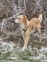 CHICCO, Hund, Mischlingshund in Triftern