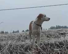 CAPPUCCINO, Hund, Mischlingshund in Triftern