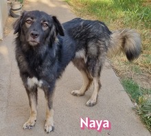 NAYA, Hund, Mischlingshund in Griechenland