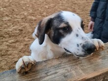 NIMO, Hund, Mischlingshund in Kerpen