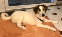 NANE, Hund, Mischlingshund in Mandelbachtal