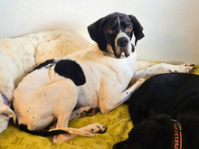 DALTON, Hund, Pointer in Breit