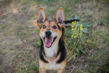 SPARKY, Hund, Mischlingshund in Kroatien