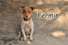 FERMIN, Hund, Jack Russell Terrier-Mix in Herxheimweyher