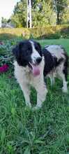 BENJI, Hund, Mischlingshund in Wedel