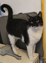 JERRY, Katze, Europäisch Kurzhaar in Berlin