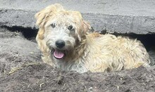 FÜRGE4, Hund, Mischlingshund in Erlangen