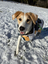 LILIBET, Hund, Mischlingshund in Freiburg