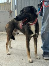 LOGAN, Hund, Mischlingshund in Spanien