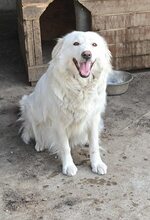 SORANA, Hund, Mischlingshund in Mitteleschenbach