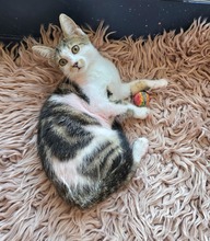 DOROTHEE, Katze, Europäisch Kurzhaar in Bulgarien