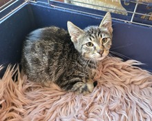 DENJI, Katze, Europäisch Kurzhaar in Bulgarien