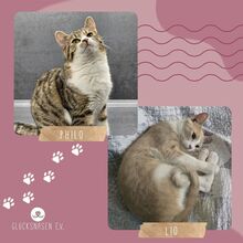 LIO, Katze, Europäisch Kurzhaar in Bulgarien