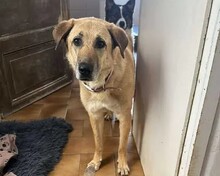 GLYKERIA, Hund, Mischlingshund in Aerzen
