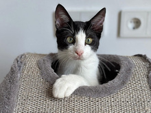 BERGAMO, Katze, Europäisch Kurzhaar in Hamburg