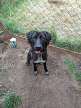 RAYA, Hund, Mischlingshund in Münchweiler