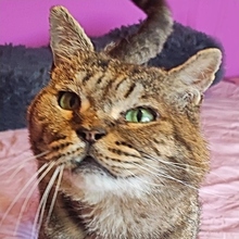 MONCHITO, Katze, Europäisch Kurzhaar in Spanien