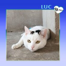 LUC, Katze, Hauskatze in Bulgarien